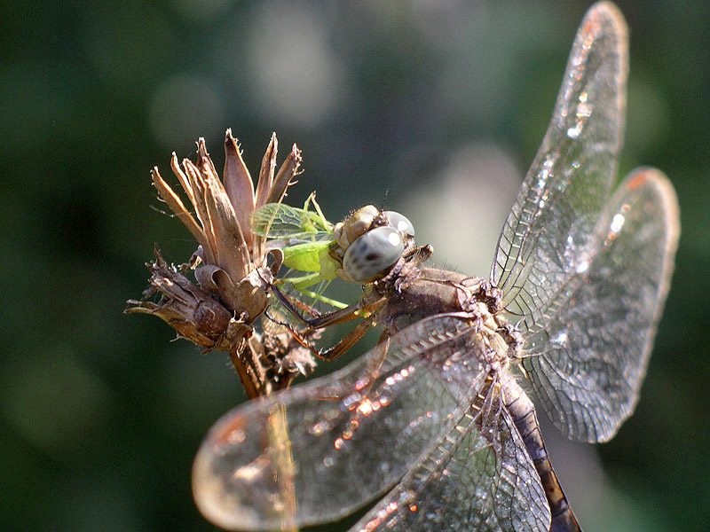 Libellula vorace - Orthetrum coerulescens